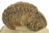 Detailed Reedops Trilobite - Foum Zguid, Morocco #271916-1